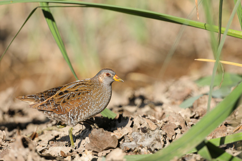 Polluela pintoja (Porzana porzana)