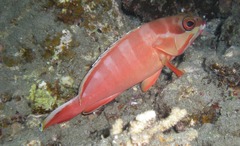 Epinephelus fasciatus