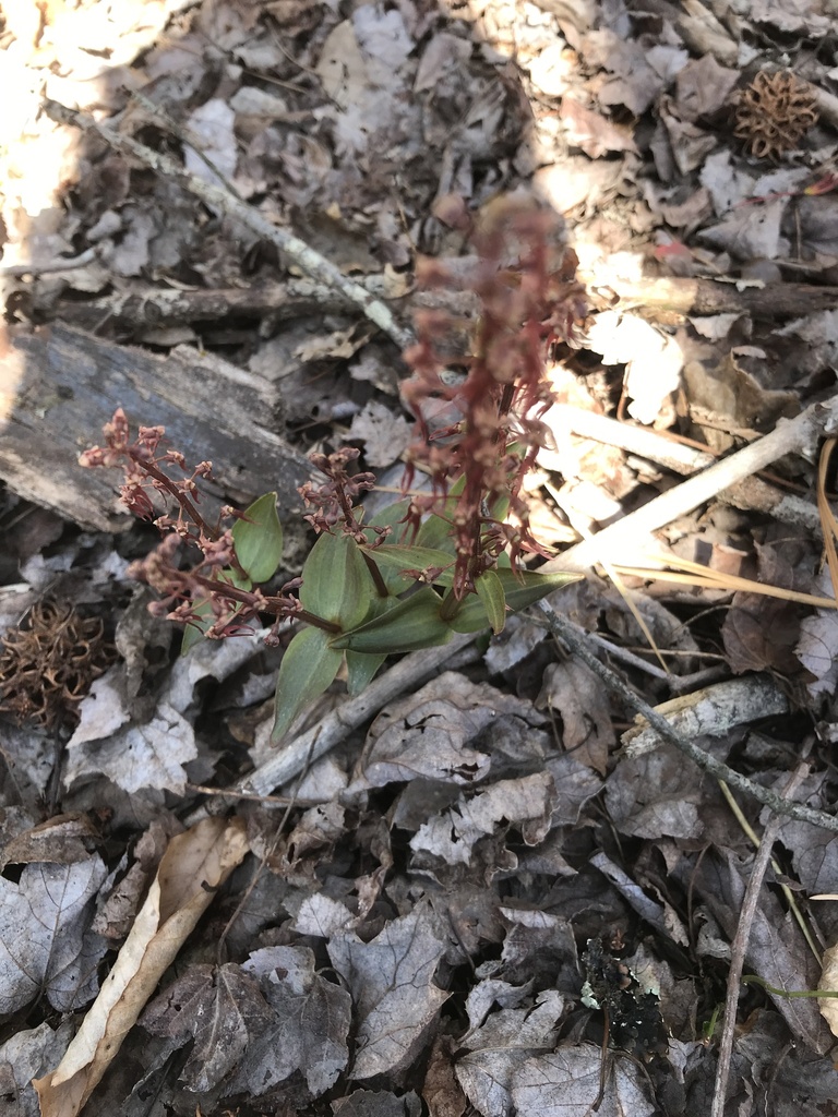Southern Twayblade in April 2023 by Robert Ferraro · iNaturalist