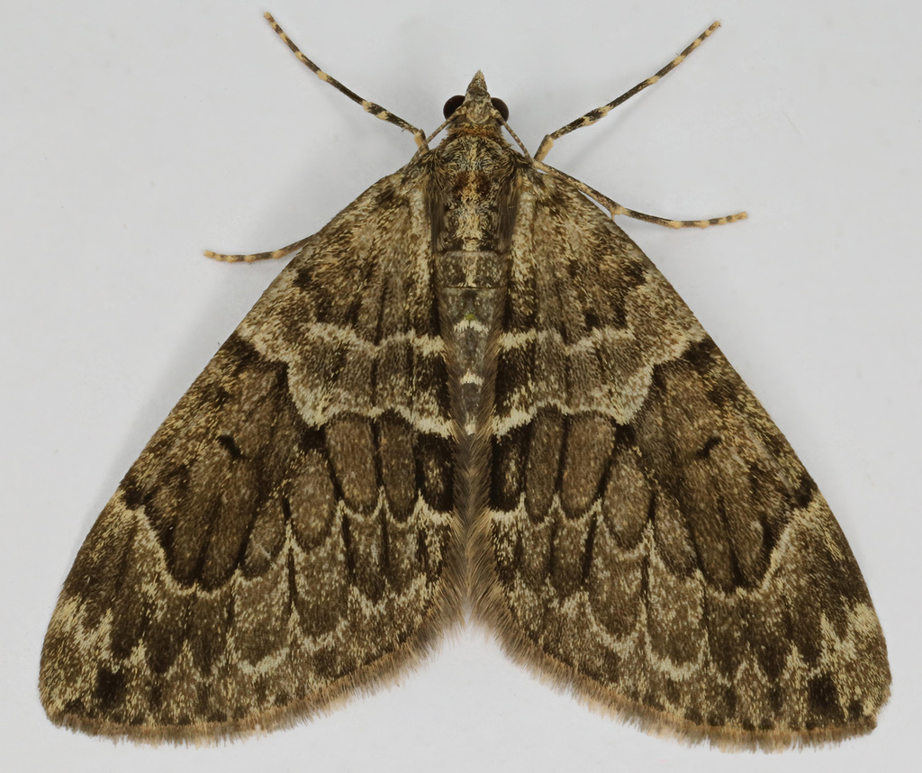 Spruce Carpet
