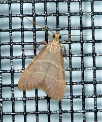 Arta epicoenalis