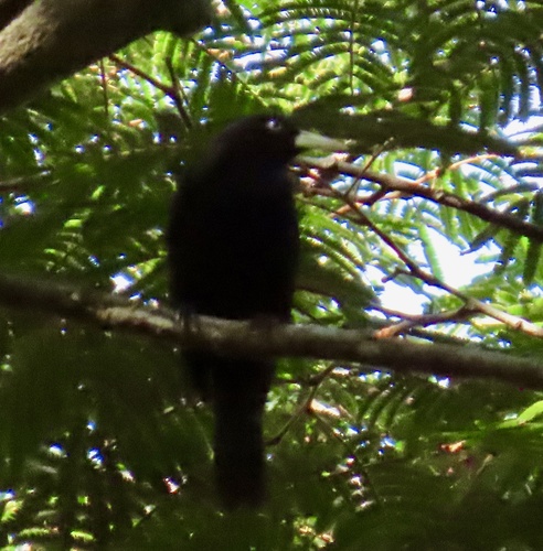 Yellow-billed Cacique (Amblycercus holosericeus), photo 9