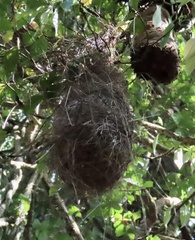 Yellow-Billed Cacique photo 5