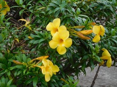 Allamanda
