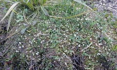 Glossostigma elatinoides
