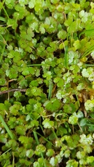 Hydrocotyle microphylla