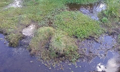 Glossostigma elatinoides