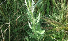 Senecio glomeratus glomeratus