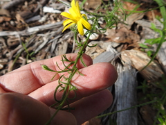 Croptilon hookerianum