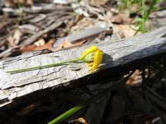 Croptilon hookerianum