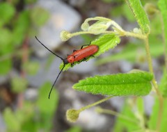 Tylosis oculatus