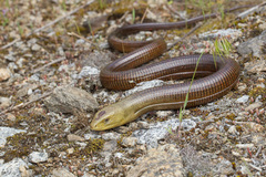 European Glass Lizard (Pseudopus apodus) · iNaturalist