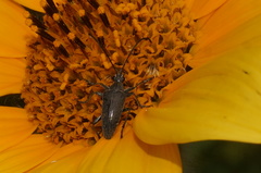 Tomentgaurotes batesi