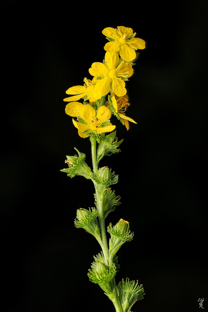 roadside agrimony