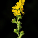 Roadside Agrimony - Photo (c) Léo-Guy de Repentigny, some rights reserved (CC BY-NC), uploaded by Léo-Guy de Repentigny
