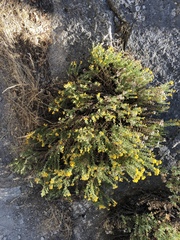 Ericameria cuneata cuneata