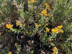 Ericameria cuneata cuneata