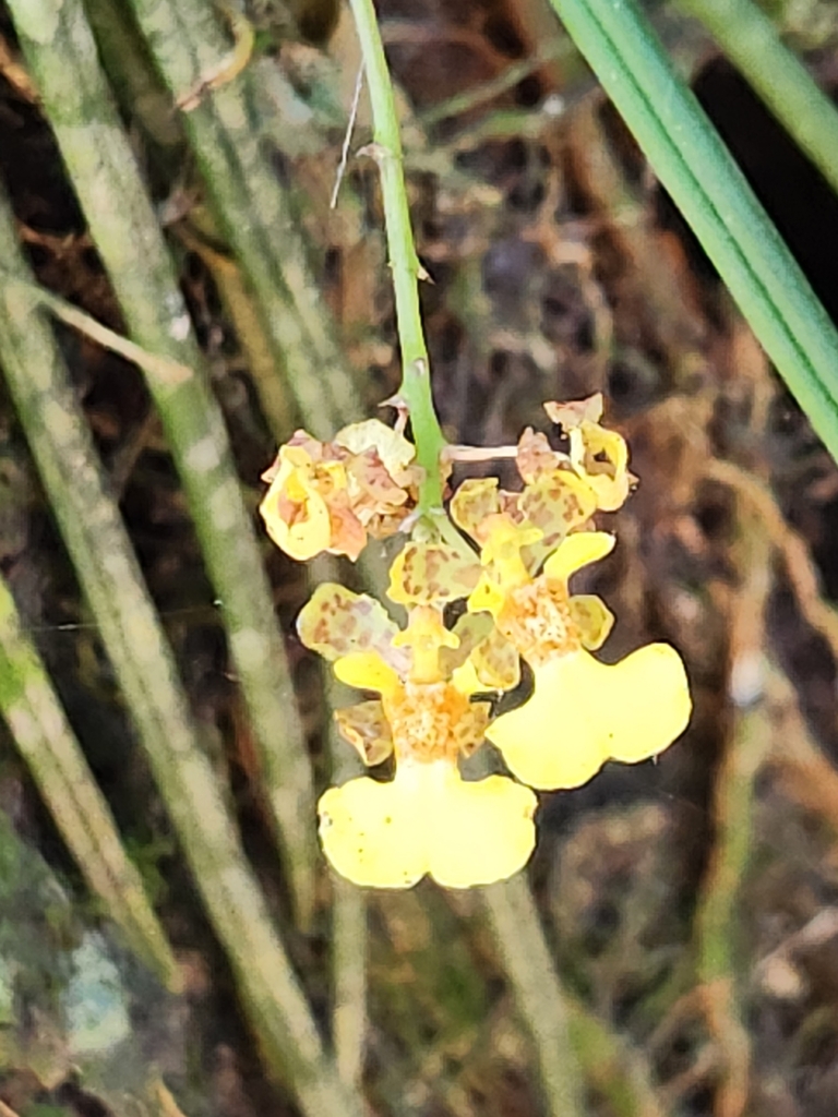 Trichocentrum ascendens