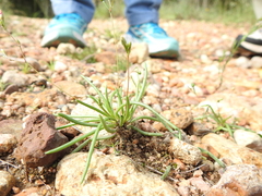 Phemeranthus parviflorus