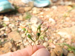 Phemeranthus parviflorus