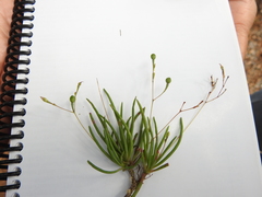 Phemeranthus parviflorus