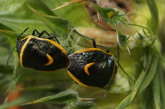 Cosmopepla decorata