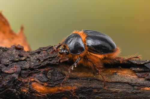 iNaturalist observation photo of Southern Rain Beetle
