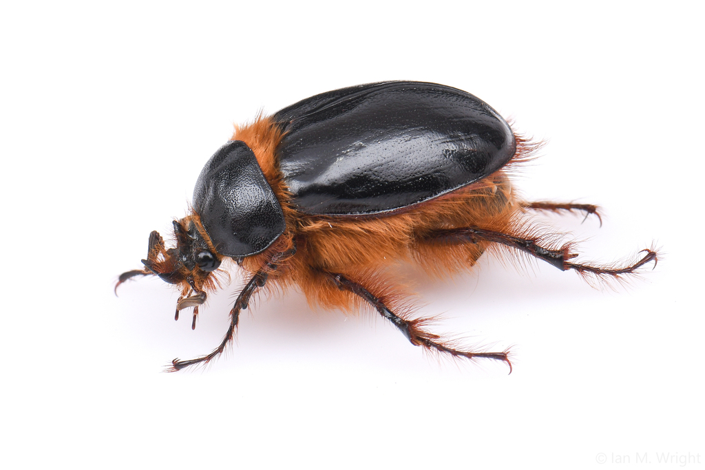 Southern Rain Beetle