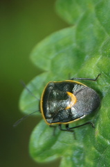 Cosmopepla decorata