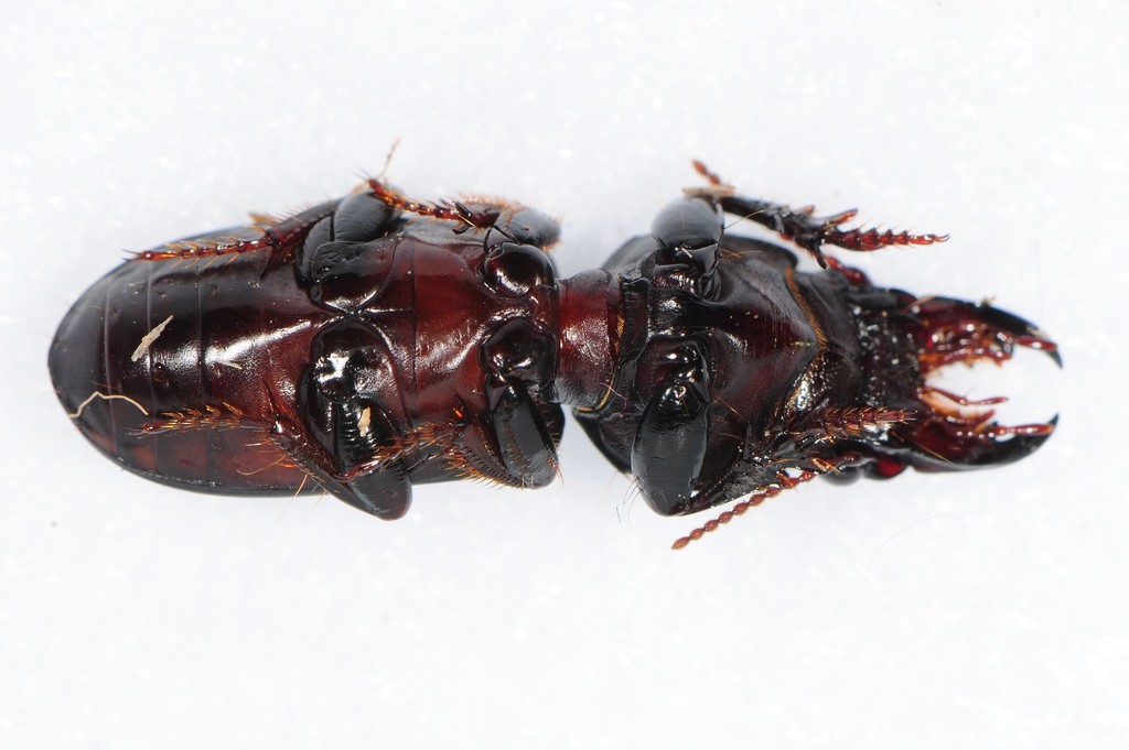 Big-headed Ground Beetle (Scarites subterraneus) · iNaturalist