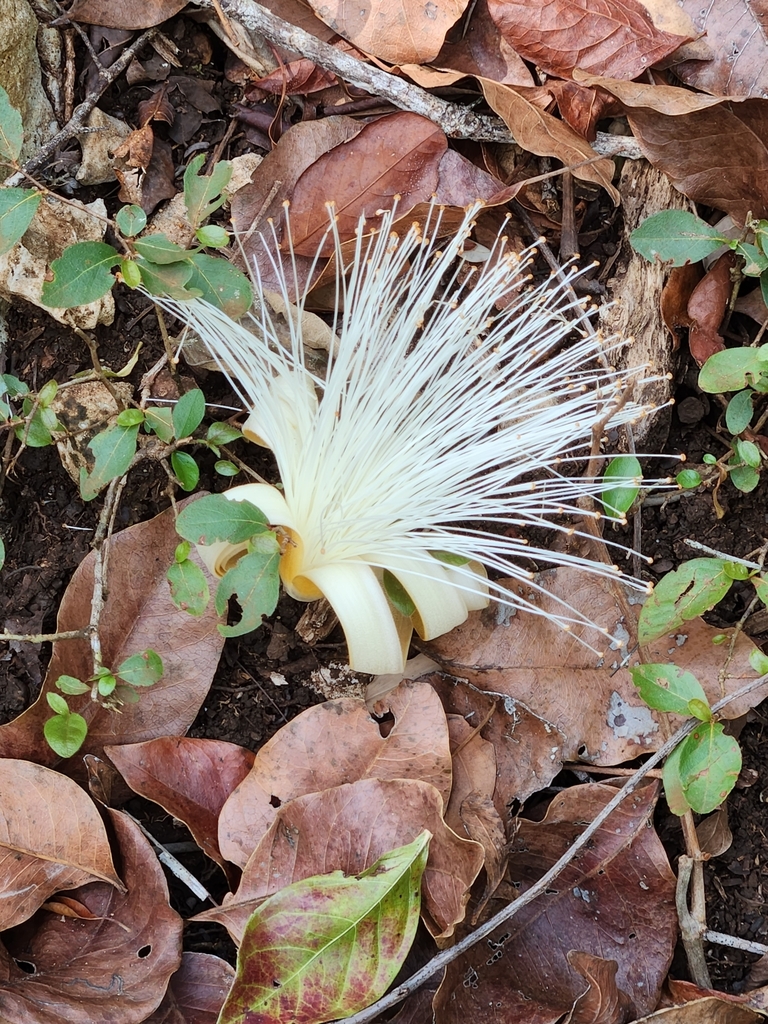 Pseudobombax ellipticoideum, Cayo, BZ