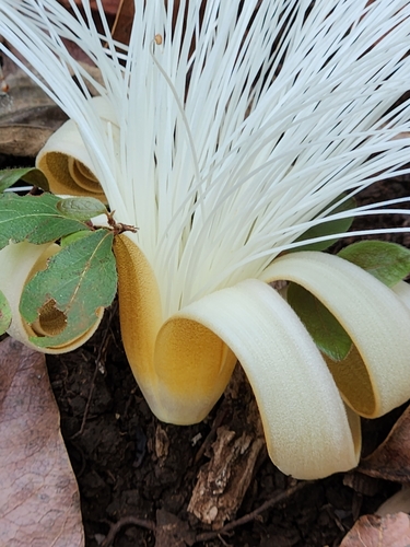 Image of Pseudobombax Ellipticoideum (Pseudobombax ellipticoideum) by (c) Jo Roberts, some rights reserved (CC BY)