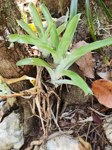 Catopsis morreniana, photograph 5
