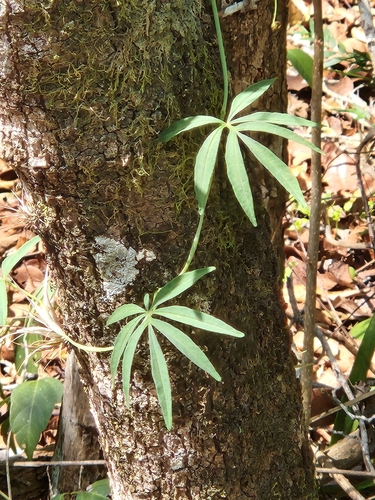 Ipomoea heterodoxa, photograph 6