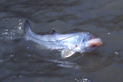 Centropomus undecimalis