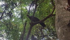 Penelope obscura