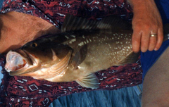 Epinephelus morio