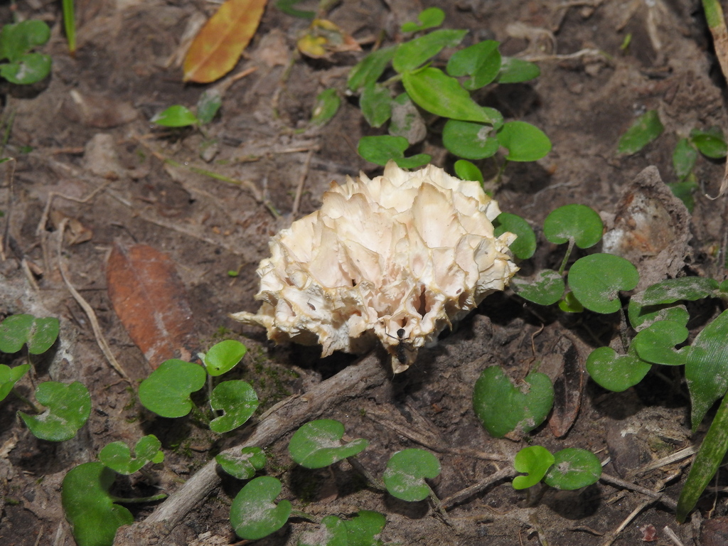 Irpex rosettiformis · April 2023 · photo: © elbeltrocco (iNaturalist, cc-by)