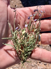 Hesperidanthus linearifolius