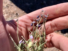 Hesperidanthus linearifolius