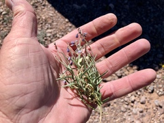 Hesperidanthus linearifolius