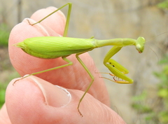 Miomantis