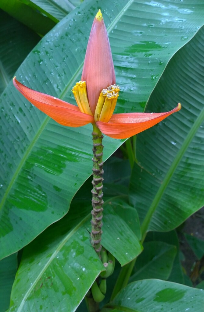 Bronze Banana