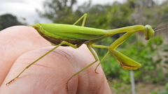 Miomantis