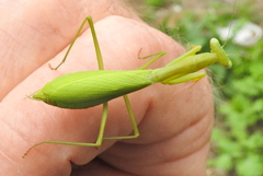 Miomantis