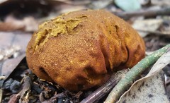 Calvatia rugosa