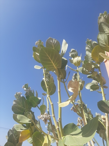 Calotropis image