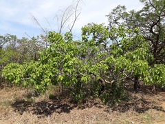 Caryocar brasiliense