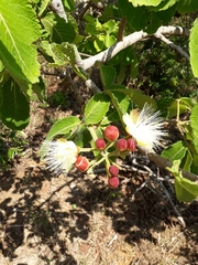 Caryocar brasiliense