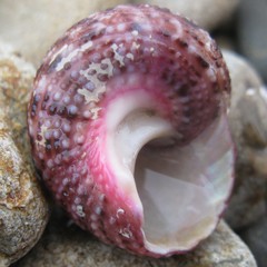 Modelia granosa